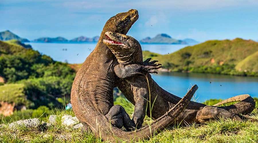 padar island komodo